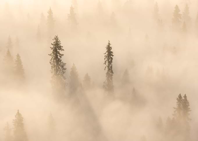 Into the fog