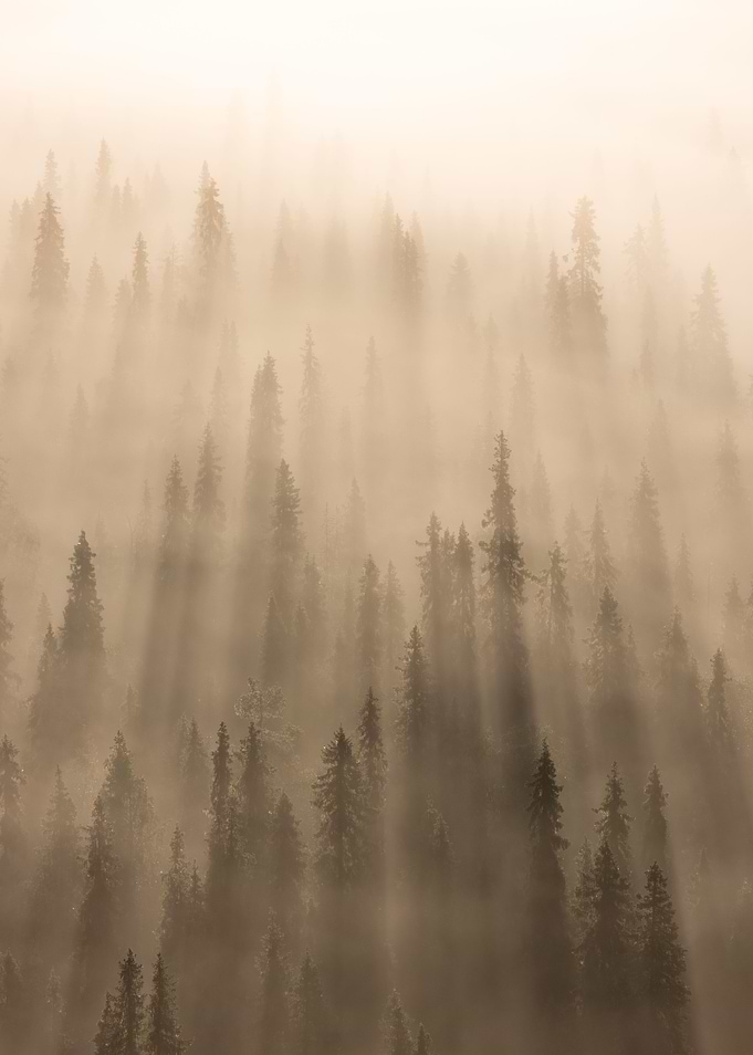 Into the fog