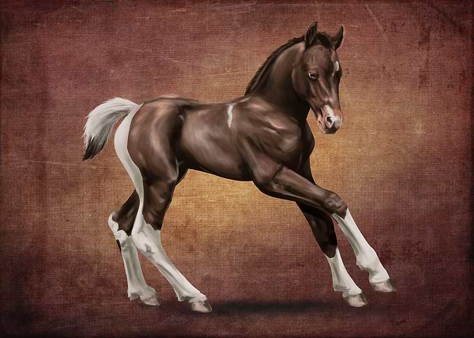 American paint foal