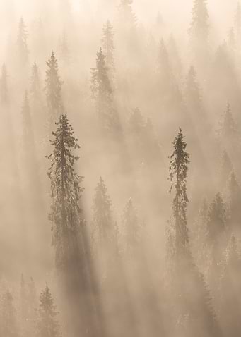 Into the fog