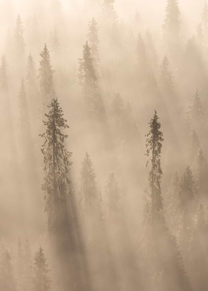 Into the fog