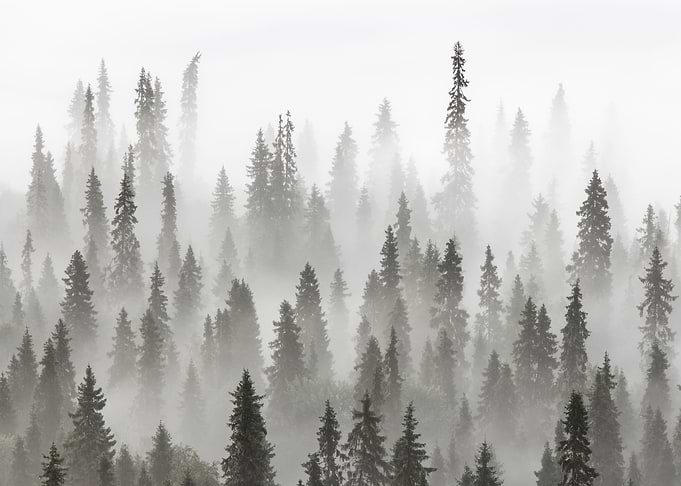 Into the fog