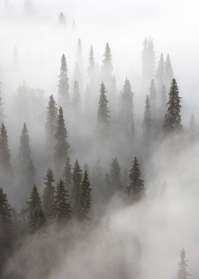 Into the fog