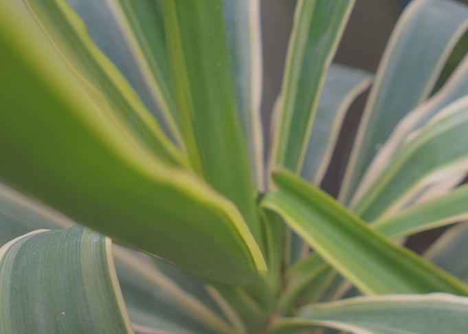 Spiky