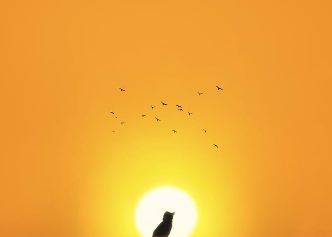 Sparrow and a sunset