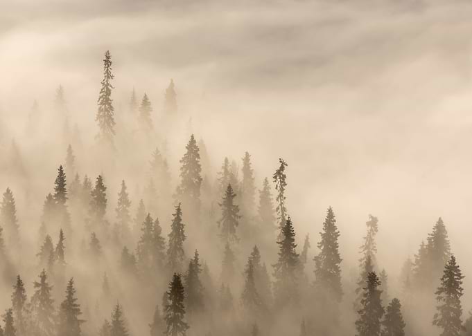Into the fog