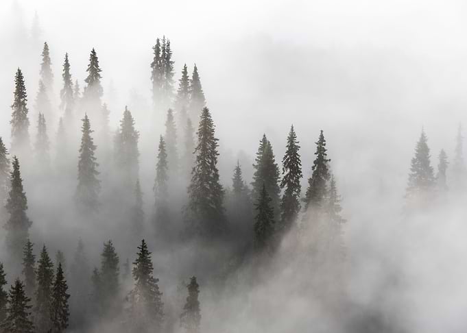 Into the fog