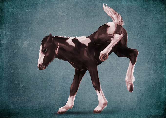 Gypsy foal