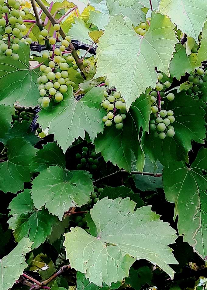 Vine