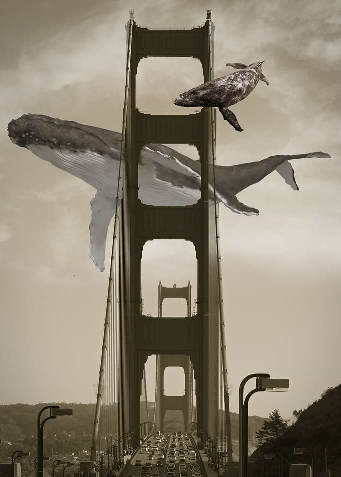 Whale Watching GGB