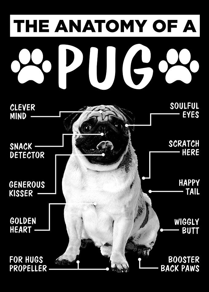 Anatomy Pug