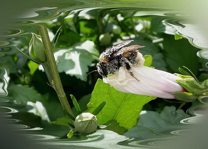 Bee in summer