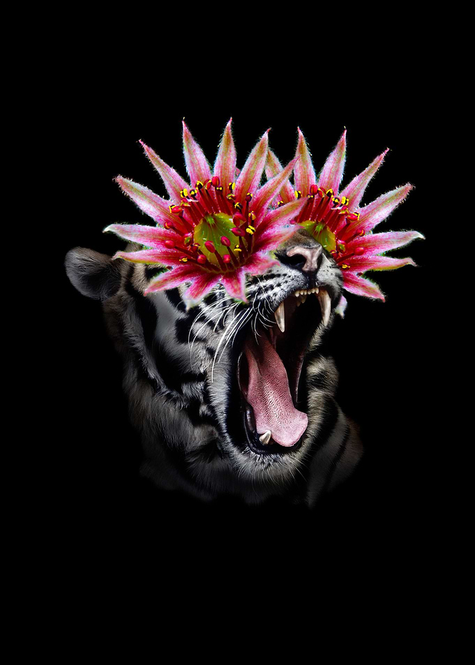 Shocked Tiger Collage