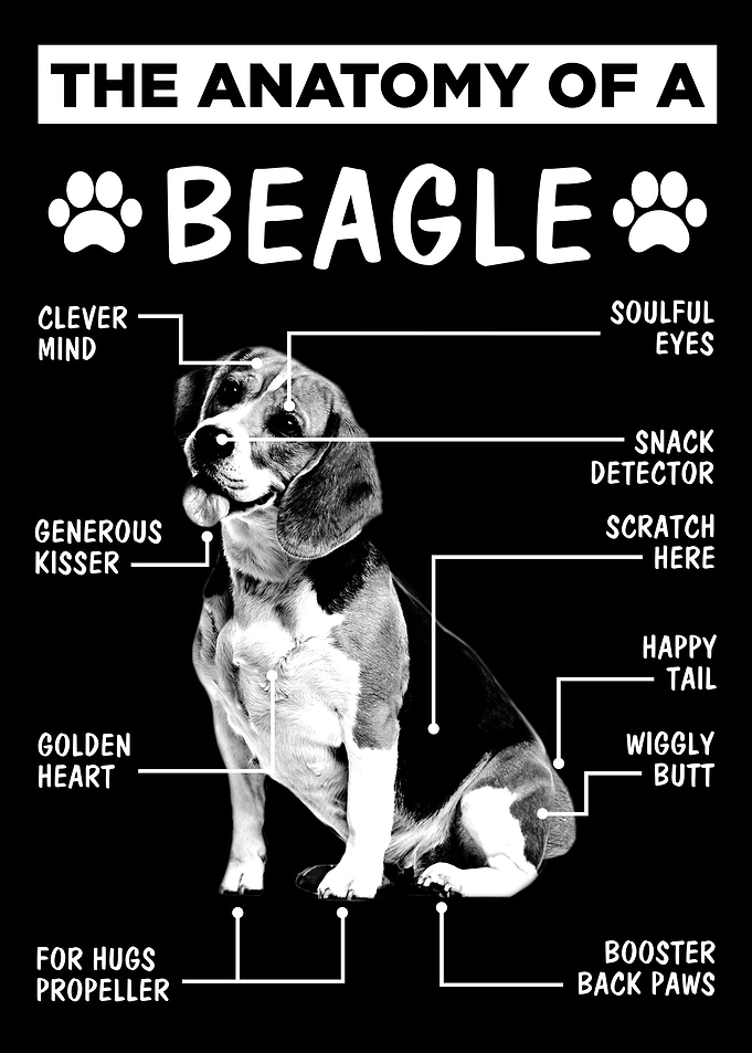 Anatomy Beagle