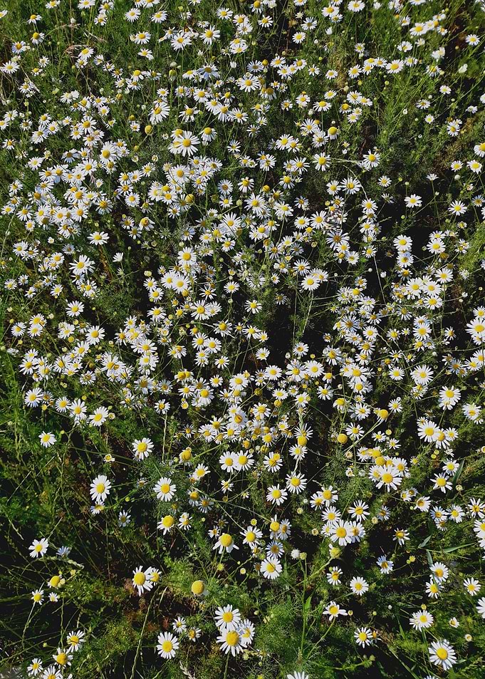 Camomile