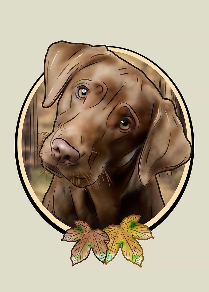 Young Labrador Portrait