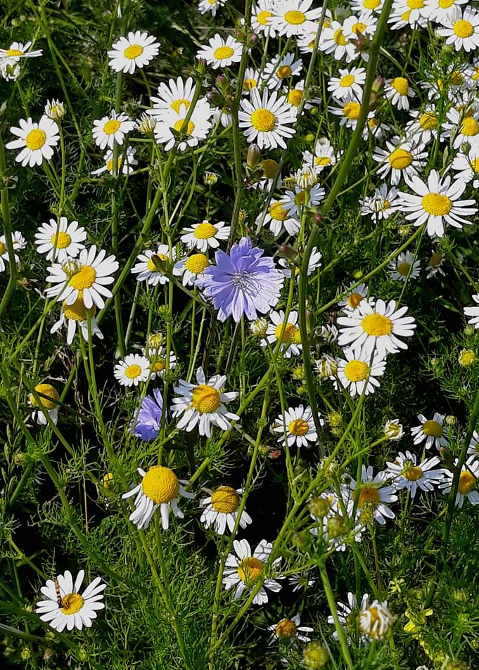Camomile and Chicory