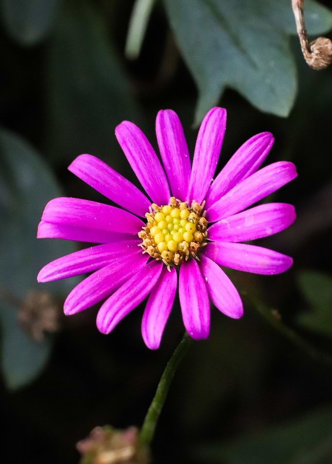 Anemone