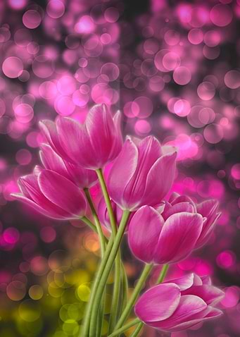 tulips