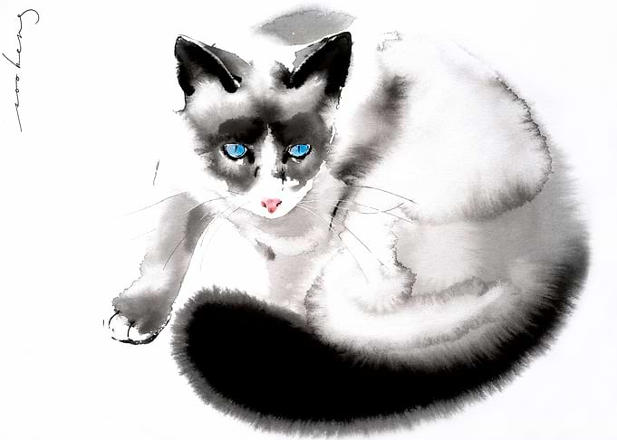 Cat Curiosity2