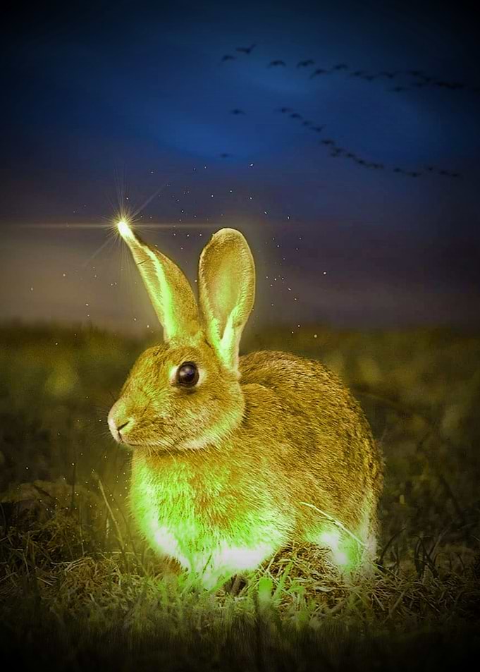 rabbit