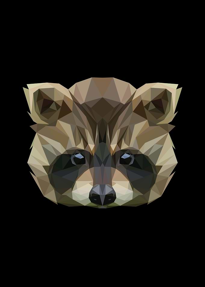 raccoon