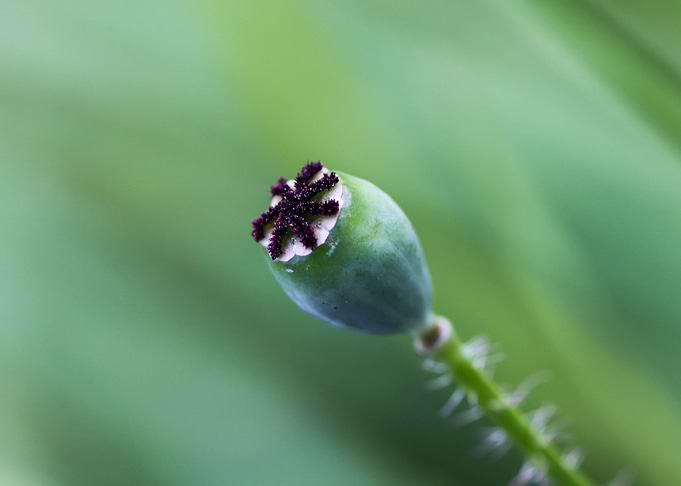 Opium poppy bud