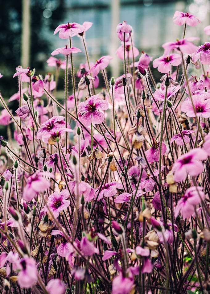 Pink Flowers