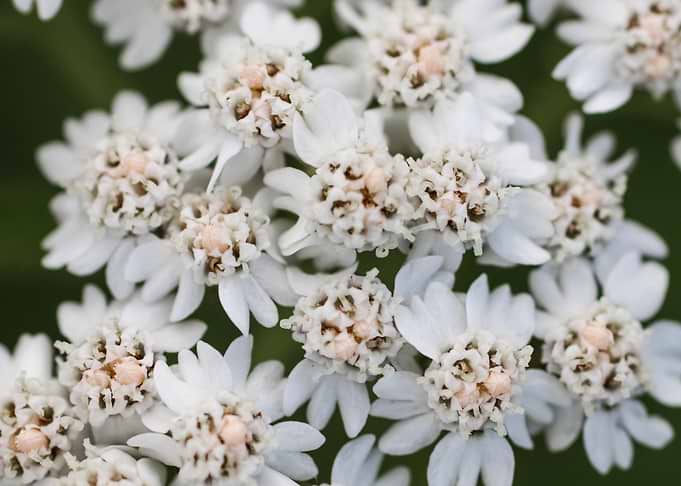 Yarrow Achillea