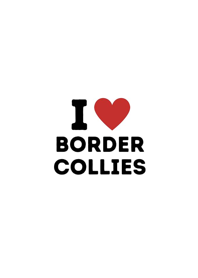 I Love Border Collies