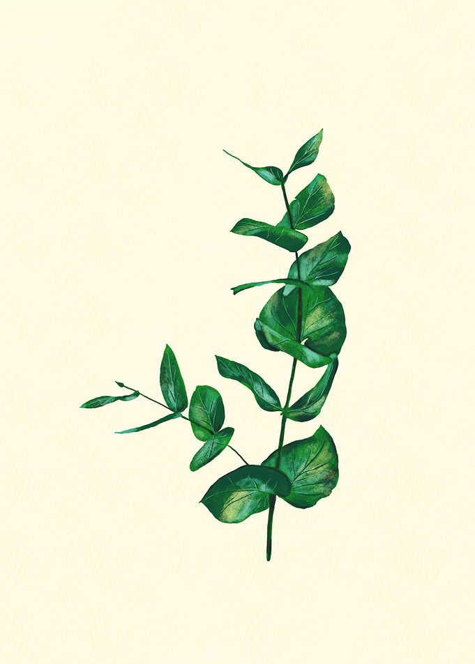 Eucalyptus
