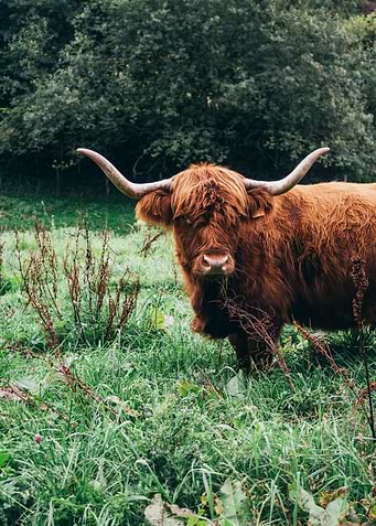 Scottish Highland Cow