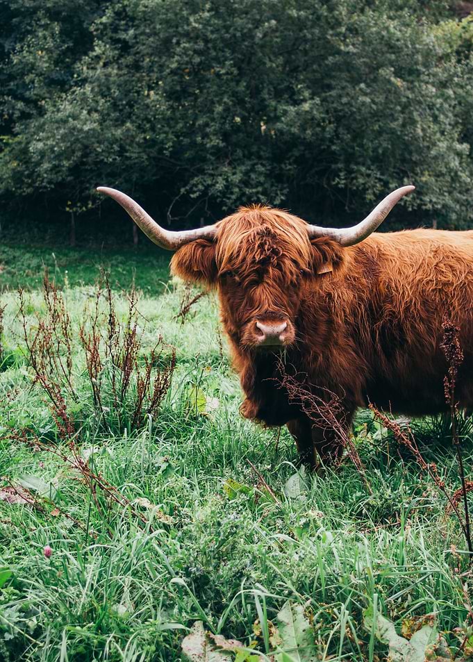 Scottish Highland Cow