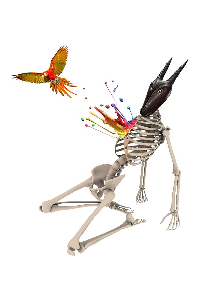 Parrot Flight