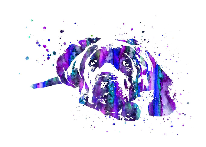 Labrador