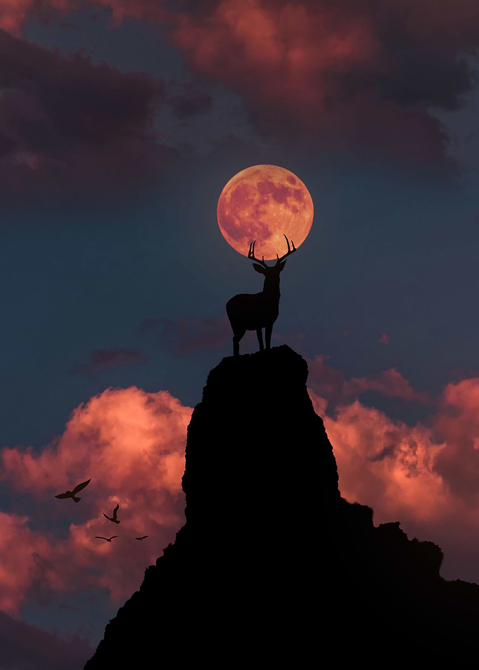 Deer