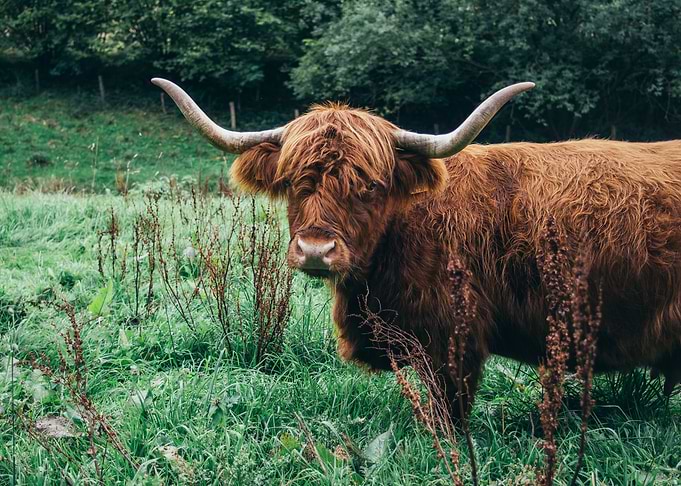 Highland Cattle