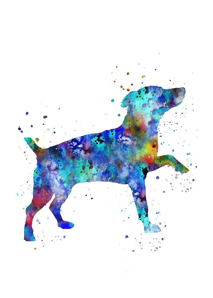 Jack Russell
