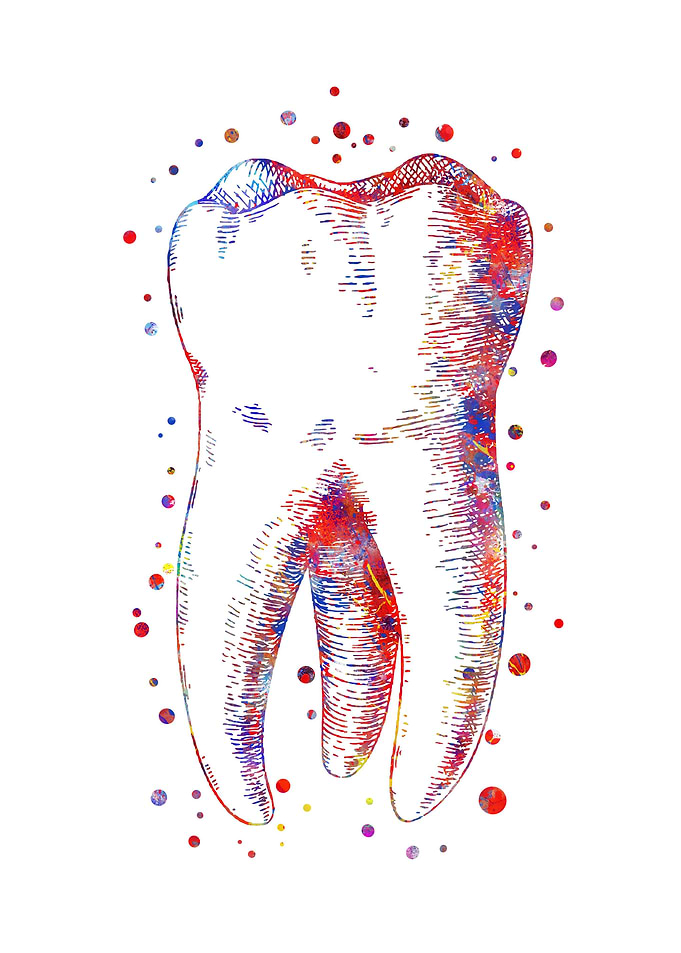 Human tooth