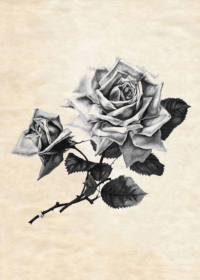 VINTAGE ROSE