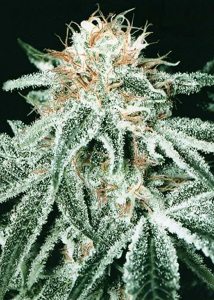 Rambo OG HD +