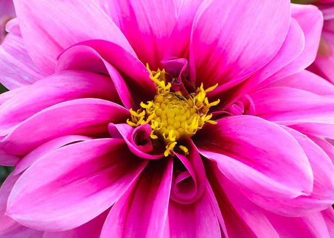 Dahlia