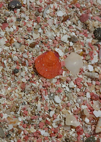 Red sand beach falassarna