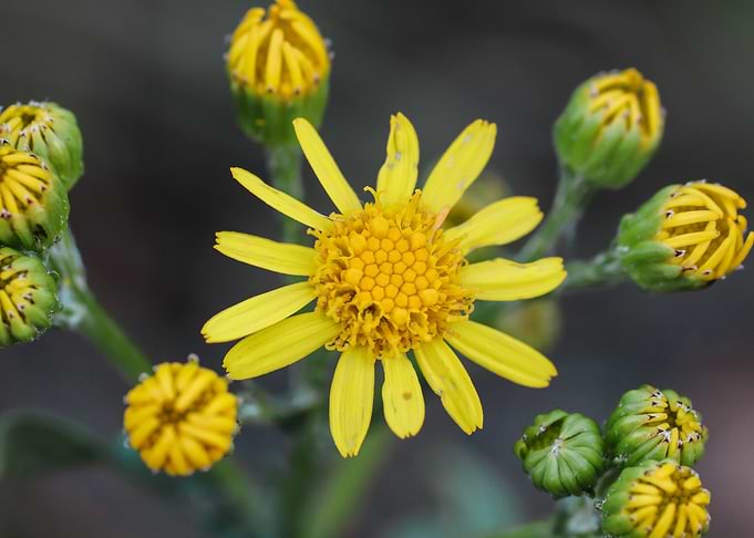 Prairie Ragwort