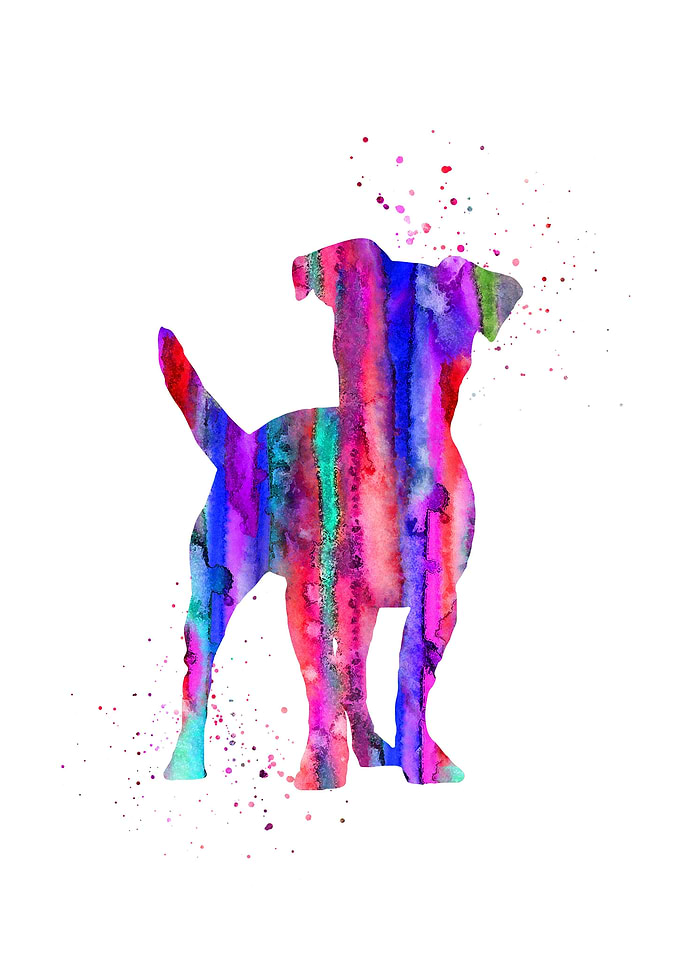 Jack Russell