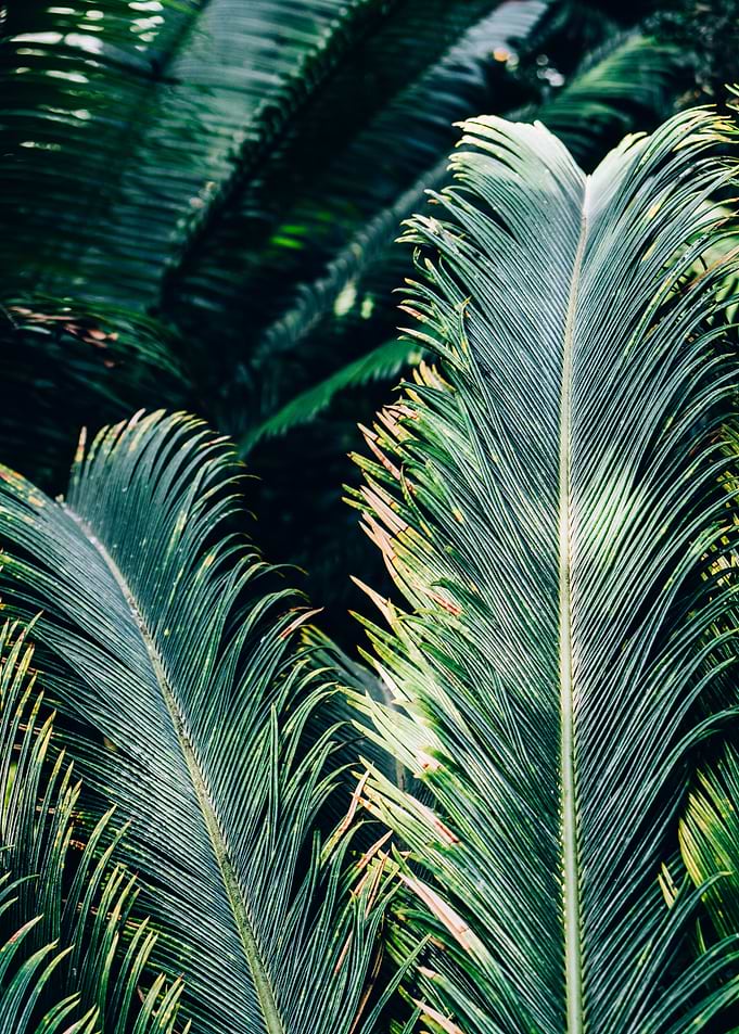 Palm Tree Leaves