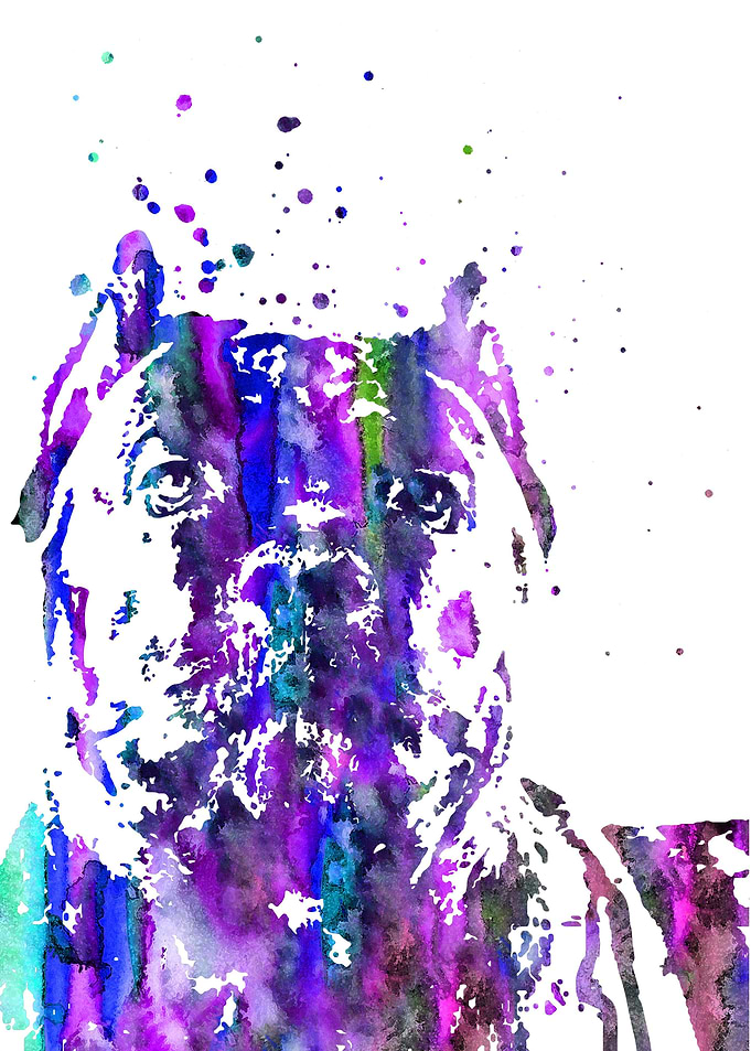 Cane Corso