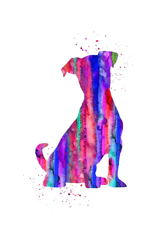 Jack Russell