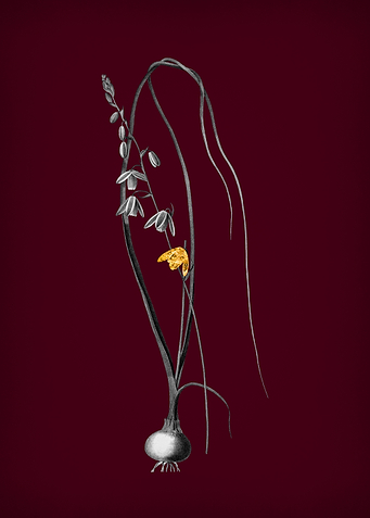 Albuca with Gold Leaf