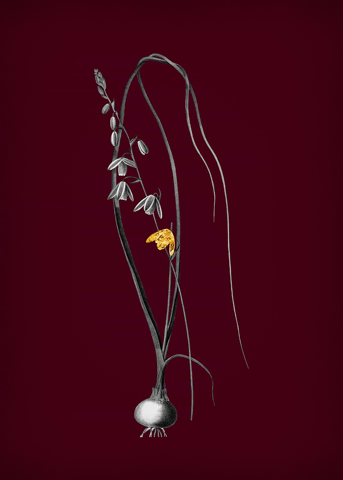 Albuca with Gold Leaf